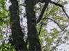 Carya aquatica