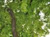 Carya aquatica