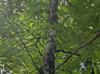 Carya aquatica