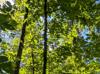 Carya glabra