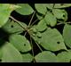 Carya glabra