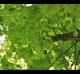 Carya glabra
