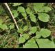 Carya glabra