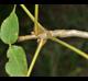 Carya glabra