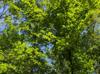 Carya glabra