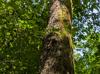 Carya illinoensis