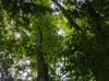 Carya illinoensis