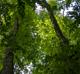 Carya illinoensis