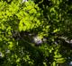 Carya illinoensis