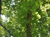 Carya ovata