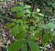 Carya tomentosa