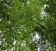 Carya tomentosa