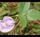 Centrosema virginianum