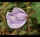 Centrosema virginianum