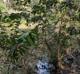 Cephalanthus occidentalis