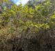 Cephalanthus occidentalis