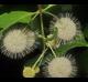 Cephalanthus occidentalis