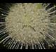 Cephalanthus occidentalis