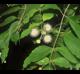 Cephalanthus occidentalis
