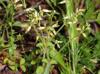 Cerastium glomeratum
