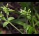Cerastium glomeratum