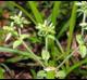 Cerastium glomeratum
