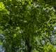 Cercis canadensis