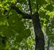 Cercis canadensis