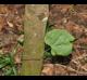 Cercis canadensis