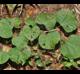 Cercis canadensis