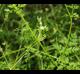 Chaerophyllum tainturieri