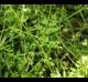 Chaerophyllum tainturieri