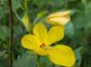 Chamaecrista fasciculata
