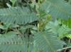 Chamaecrista fasciculata