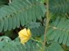 Chamaecrista fasciculata