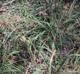 Chasmanthium sessiliflorum