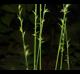 Chasmanthium sessiliflorum
