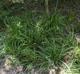 Chasmanthium sessiliflorum