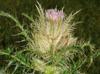 Cirsium horridulum