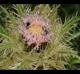 Cirsium horridulum
