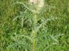 Cirsium horridulum