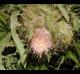 Cirsium horridulum