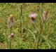 Cirsium horridulum