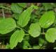 Clematis virginiana