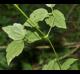 Clematis virginiana