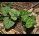 Cocculus carolinus