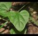 Cocculus carolinus
