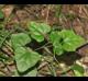 Cocculus carolinus