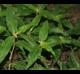 Commelina virginica