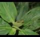 Commelina virginica